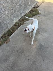 Found/Stray Female Dog last seen Couple blocks from Forrest brothers, Odessa, TX 79761