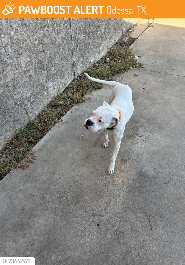 Found/Stray Female Dog last seen Couple blocks from Forrest brothers, Odessa, TX 79761