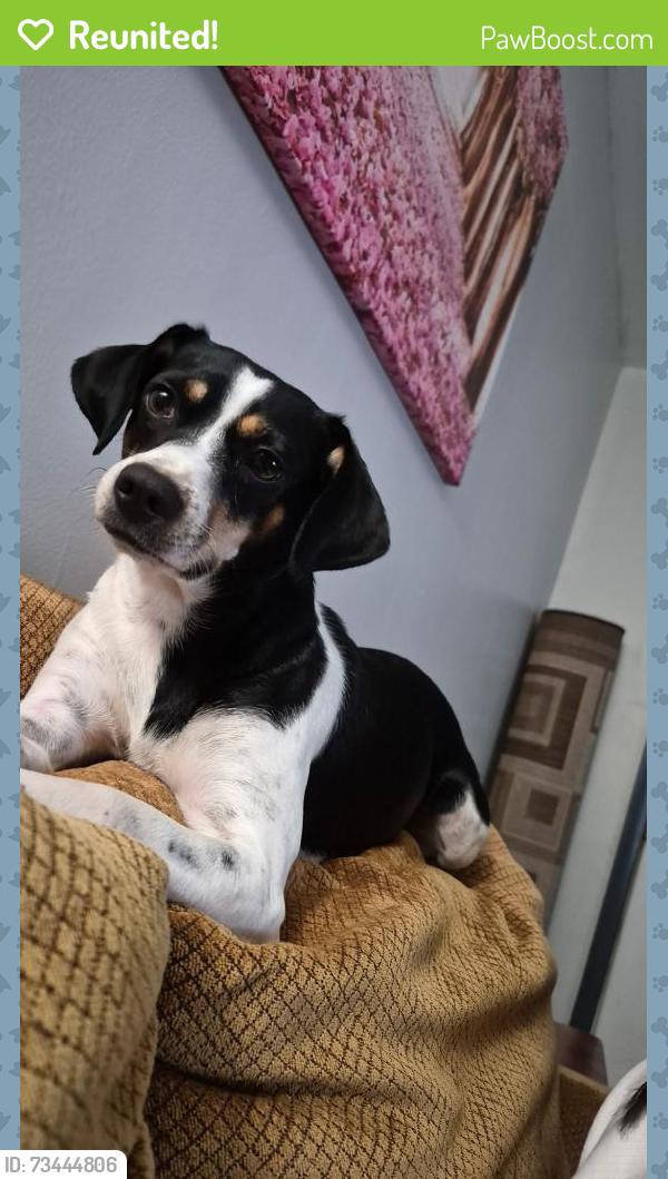 Reunited Female Dog last seen Old rite aid, Northampton, PA 18067