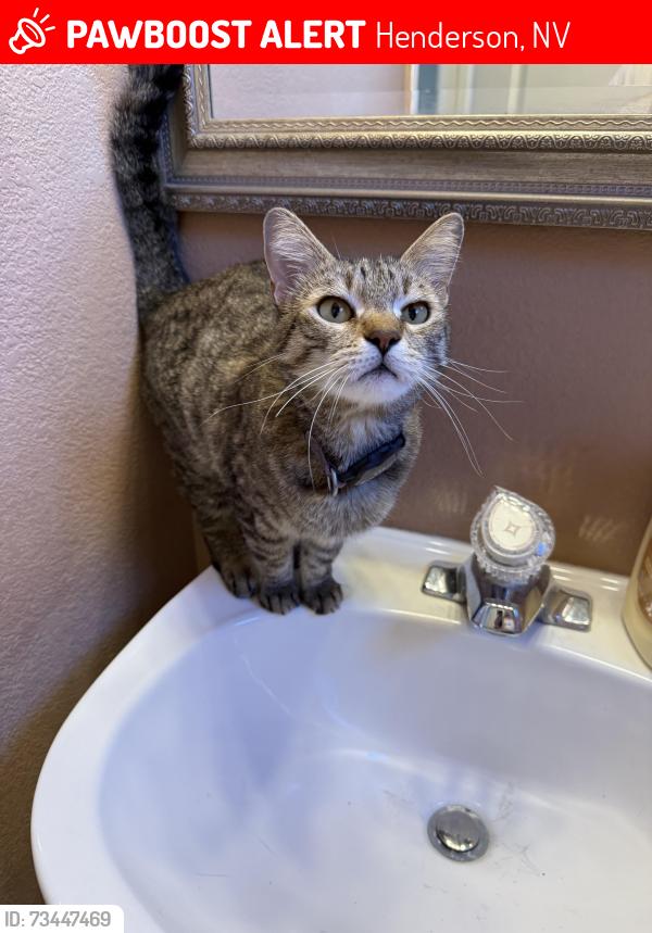 Lost Female Cat last seen Pebble and Eagleridge, Henderson, NV 89074