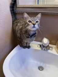 Lost Female Cat last seen Pebble and Eagleridge, Henderson, NV 89074