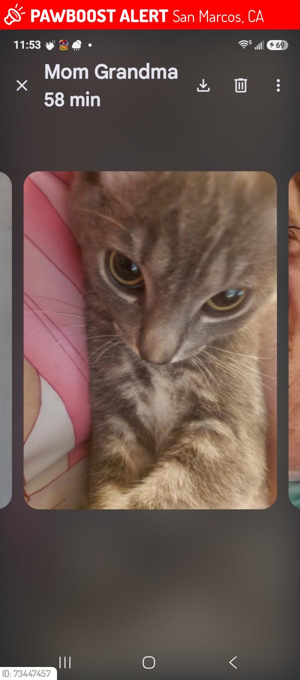 Lost Male Cat last seen Barham/ Shelly drive, San Marcos, CA 92078