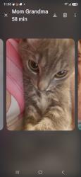 Lost Male Cat last seen Barham/ Shelly drive, San Marcos, CA 92078