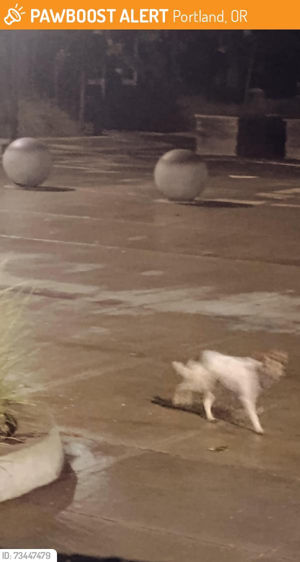 Found/Stray Male Dog last seen Se alder, Portland, OR 97233