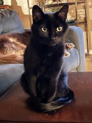 Lost Female Cat last seen wrightstown rd and camino seco, Tucson, AZ 85715