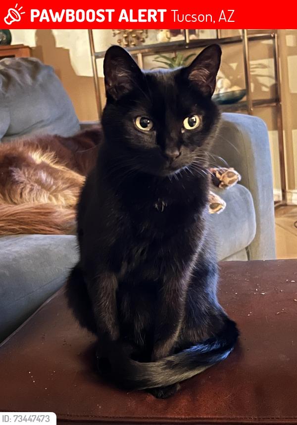 Lost Female Cat last seen wrightstown rd and camino seco, Tucson, AZ 85715