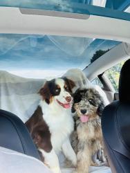 Lost Male Dog last seen City haul, Randleman, NC 27317