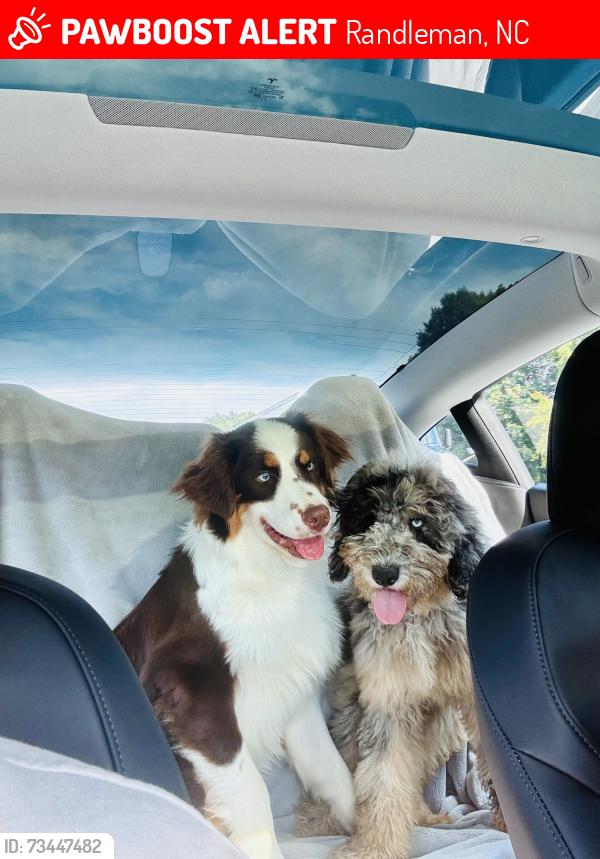 Lost Male Dog last seen City haul, Randleman, NC 27317
