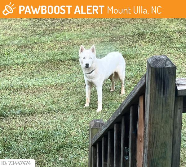 Found/Stray Male Dog last seen Centenary Church, Mount Ulla, NC 28125