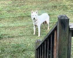 Found/Stray Male Dog last seen Centenary Church, Mount Ulla, NC 28125
