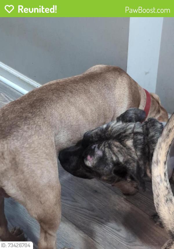 Reunited Male Dog last seen Graymont, Birmingham, AL 35204
