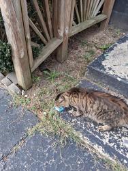 Lost Unknown Cat last seen Near mann rd, Indianapolis, IN 46221