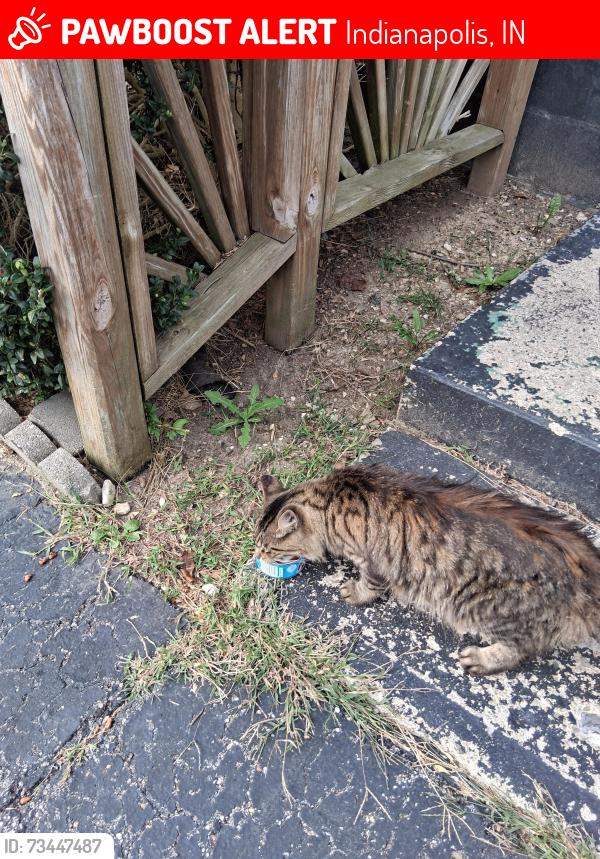 Lost Unknown Cat last seen Near mann rd, Indianapolis, IN 46221