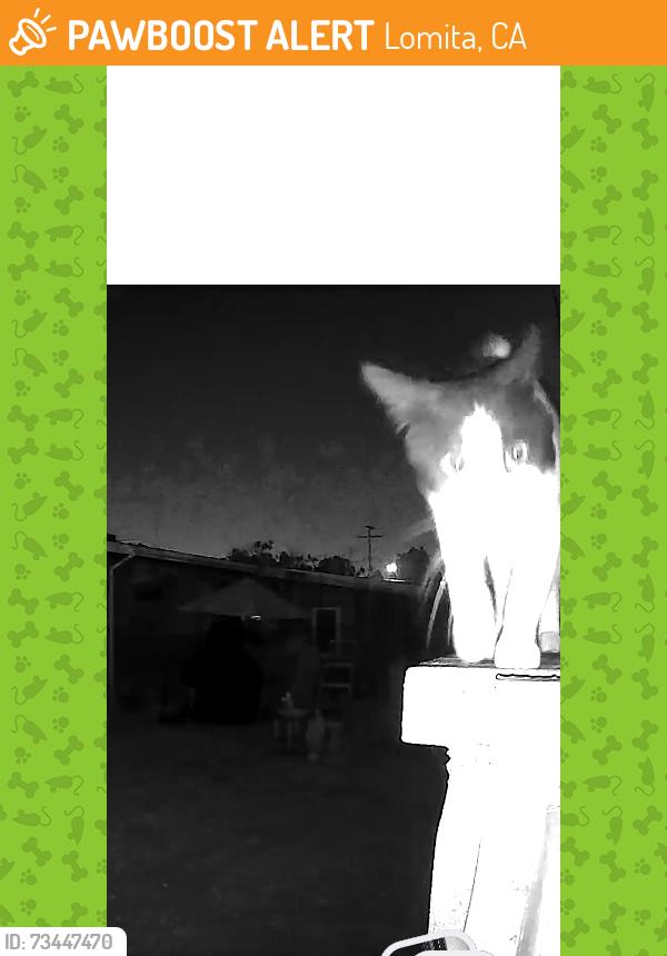 Found/Stray Unknown Cat last seen Lomita Park Soccer Field, Lomita, CA 90717