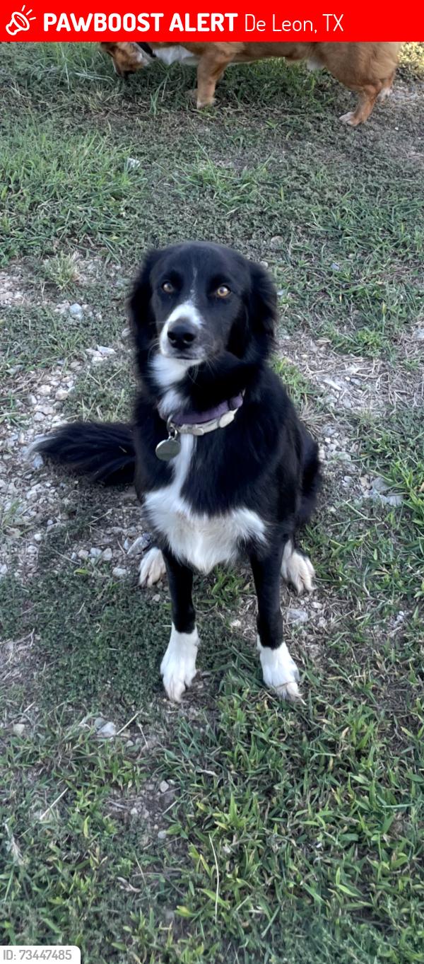 Lost Female Dog last seen Navarro and N Travis st, De Leon, TX 76444