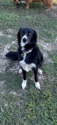 Lost Female Dog last seen Navarro and N Travis st, De Leon, TX 76444
