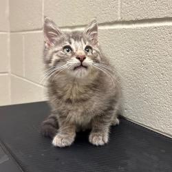 Shelter Stray Male Cat last seen , 54687 Co Rd 19, Bristol, IN 46507, USA