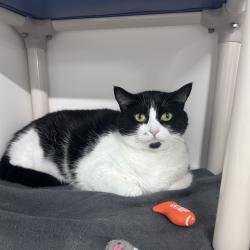 Shelter Stray Female Cat last seen , 3607 N Armenia Ave, Tampa, FL 33607, USA