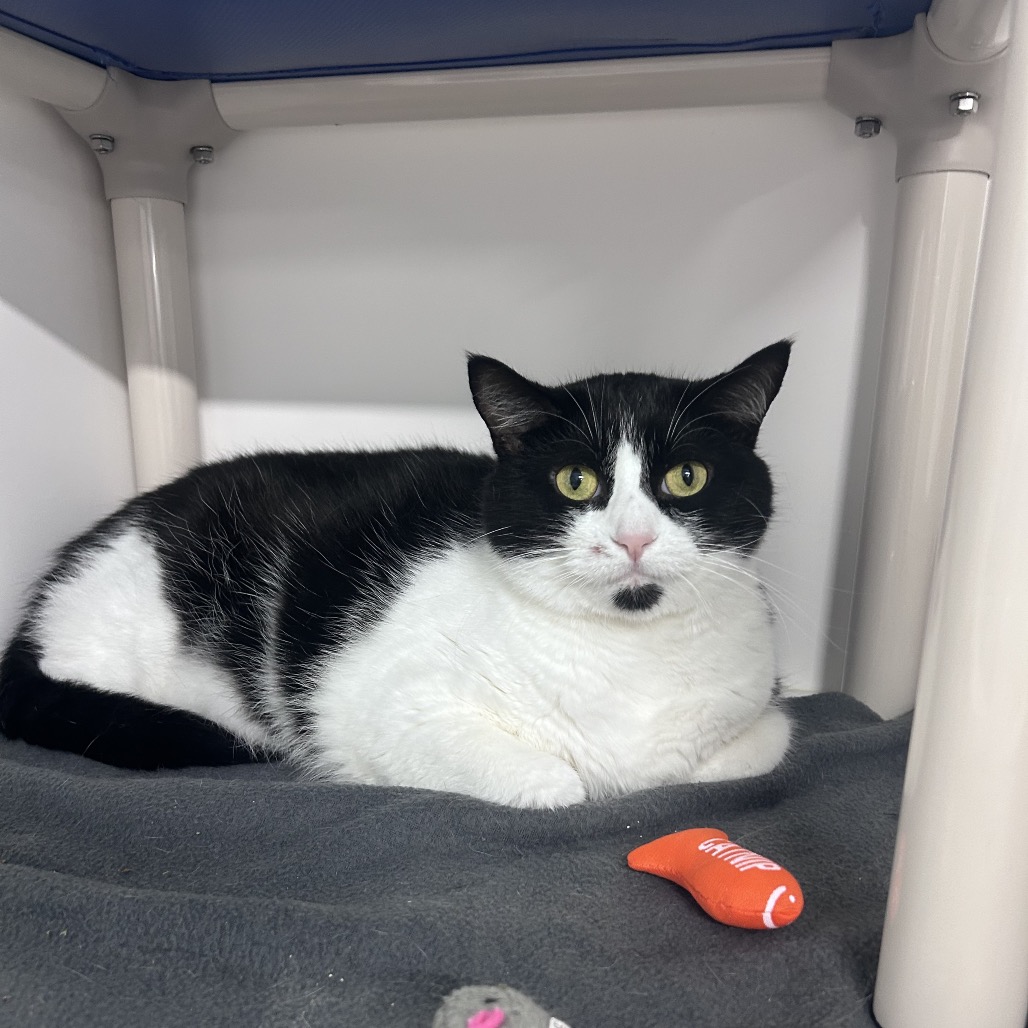 Shelter Stray Female Cat last seen , 3607 N Armenia Ave, Tampa, FL 33607, USA