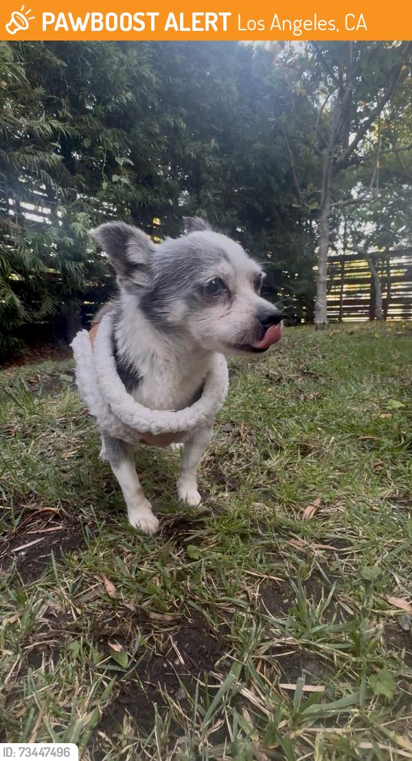 Found/Stray Female Dog last seen Slauson, Los Angeles, CA 90043