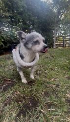 Found/Stray Female Dog last seen Slauson, Los Angeles, CA 90043
