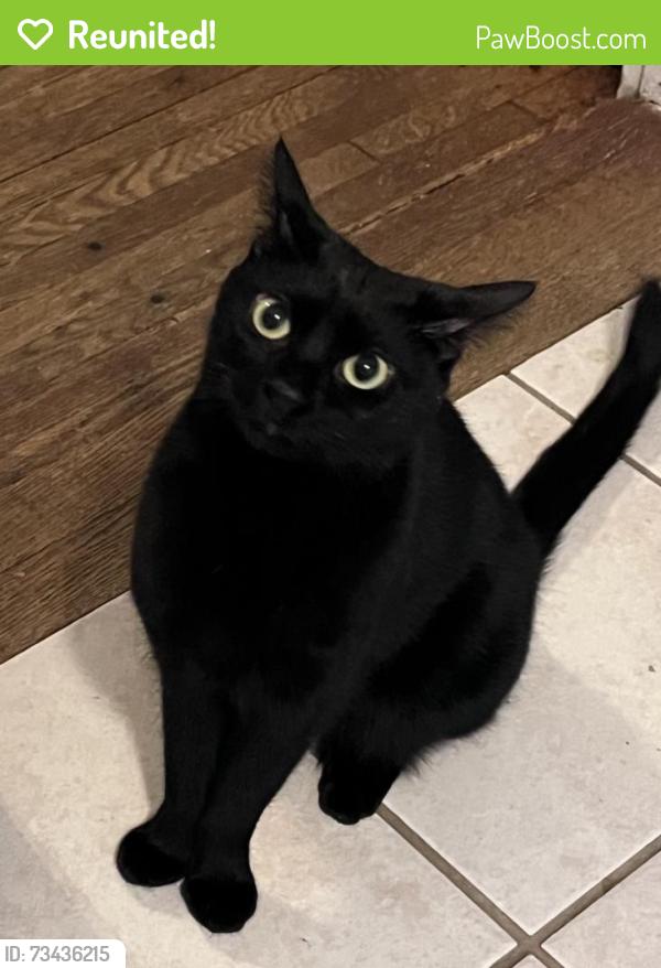 Reunited Female Cat last seen Alley St.Leonards Church 3300 Wesley, Berwyn, IL 60402