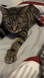 Lost Male Cat last seen 12th and Cleveland, towards Indiana, Wichita, KS 67214