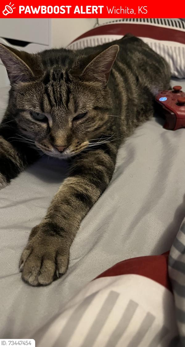 Lost Male Cat last seen 12th and Cleveland, towards Indiana, Wichita, KS 67214