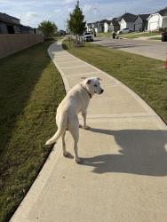 Found/Stray Male Dog last seen Deanston Dr, Harris County, TX 77484