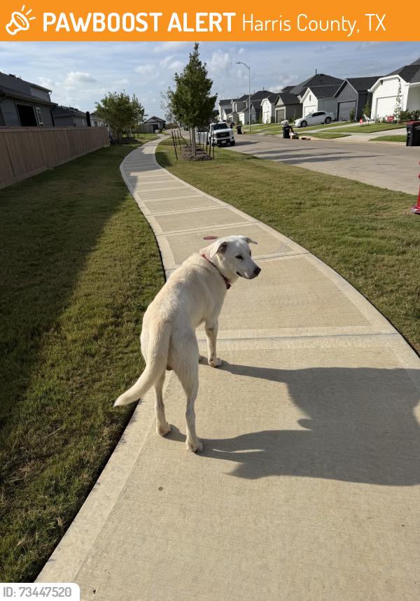 Found/Stray Male Dog last seen Deanston Dr, Harris County, TX 77484