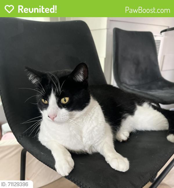 Reunited Male Cat last seen Near W Main St Durham NC 27705, Durham, NC 27705
