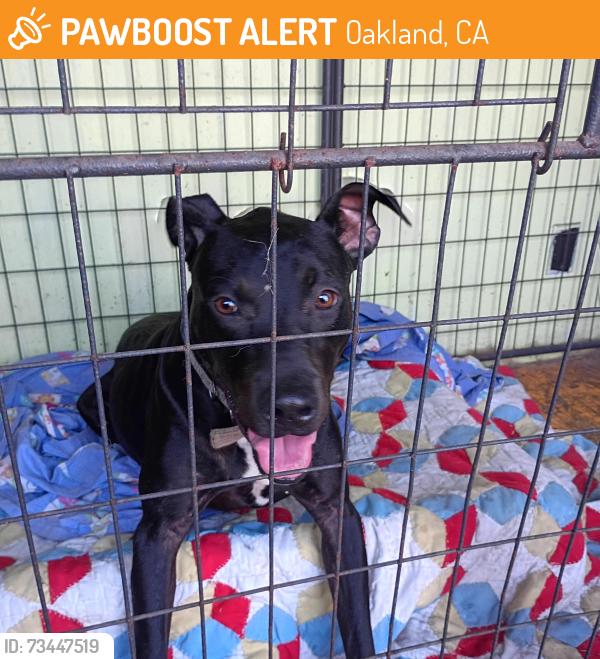 Found/Stray Female Dog last seen C street, Oakland, CA 94621