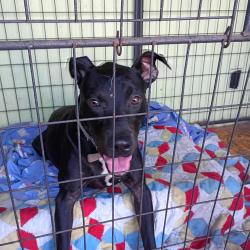 Found/Stray Female Dog last seen C street, Oakland, CA 94621