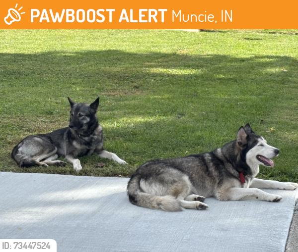 Found/Stray Unknown Dog last seen Andrew Ct, Muncie, IN 47302