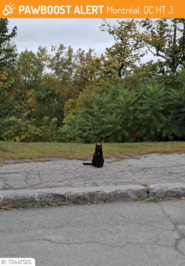 Found/Stray Unknown Cat last seen Ch de la tour, Pavillion Claire McNicoll, Montréal, QC H3T 1J4