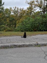 Found/Stray Unknown Cat last seen Ch de la tour, Pavillion Claire McNicoll, Montréal, QC H3T 1J4
