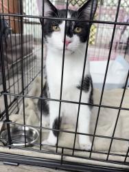 Found/Stray Male Cat last seen Steubenville Pike near Knowlton Hill Road and Hillman State Park, Steubenville Pike,  15021