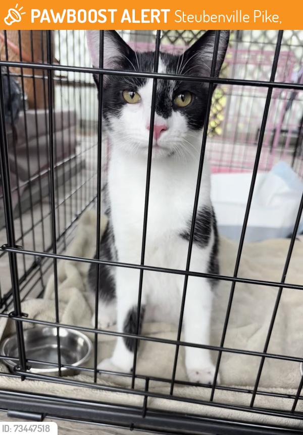 Found/Stray Male Cat last seen Steubenville Pike near Knowlton Hill Road and Hillman State Park, Steubenville Pike,  15021