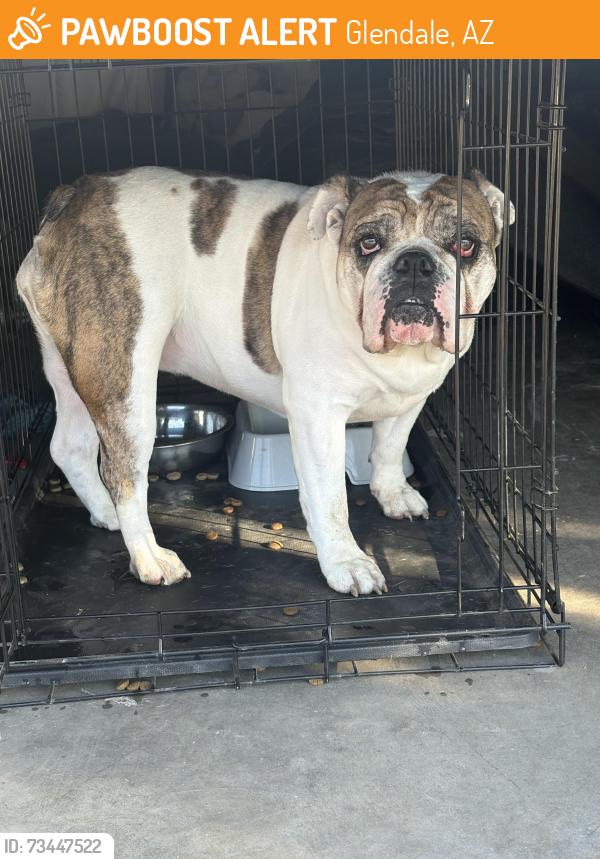 Found/Stray Female Dog last seen Camelback Rd and 101st Ave, Glendale, AZ 85307