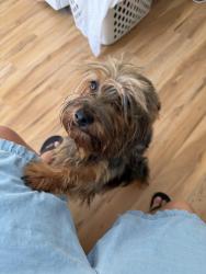 Found/Stray Male Dog last seen Main, Chula Vista, CA 91911