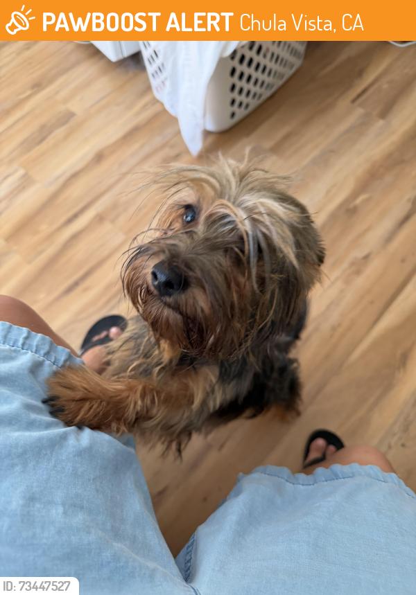 Found/Stray Male Dog last seen Main, Chula Vista, CA 91911
