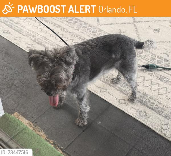 Found/Stray Unknown Dog last seen Sweetbay Lane, Orlando, FL 32835