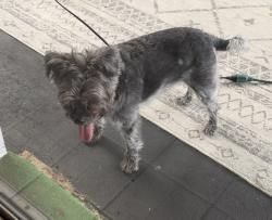 Found/Stray Unknown Dog last seen Sweetbay Lane, Orlando, FL 32835