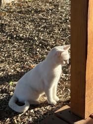 Found/Stray Unknown Cat last seen Urban Indian center, Salt Lake City, UT 84115