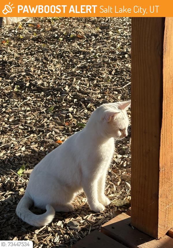 Found/Stray Unknown Cat last seen Urban Indian center, Salt Lake City, UT 84115