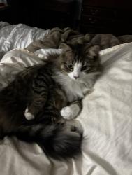 Reunited Male Cat last seen Hunt Street, Mocksville NC, Mocksville, NC 27028