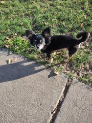 Lost Male Dog last seen Whiterock st and zinfandel rancho cordova, Rancho Cordova, CA 95670