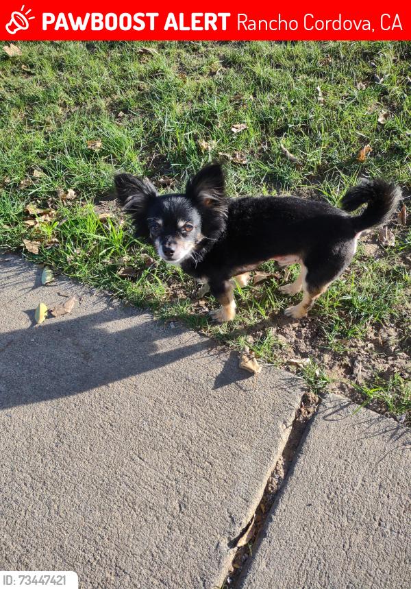 Lost Male Dog last seen Whiterock st and zinfandel rancho cordova, Rancho Cordova, CA 95670