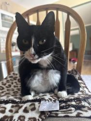 Lost Female Cat last seen Canyon ests Drive, Colchester, VT 05446