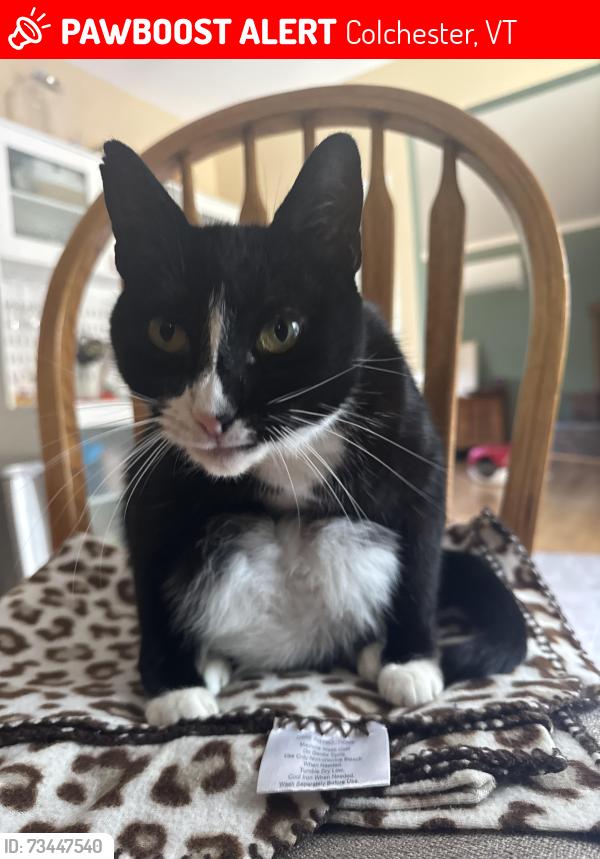 Lost Female Cat last seen Canyon ests Drive, Colchester, VT 05446